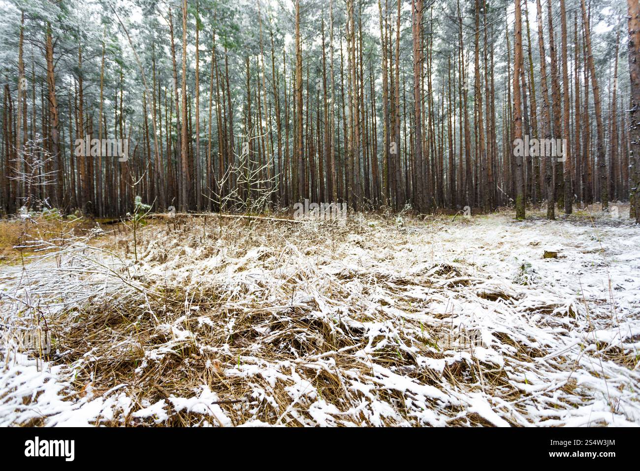 Bella pineta coperte da neve che si scioglie in primavera Foto Stock