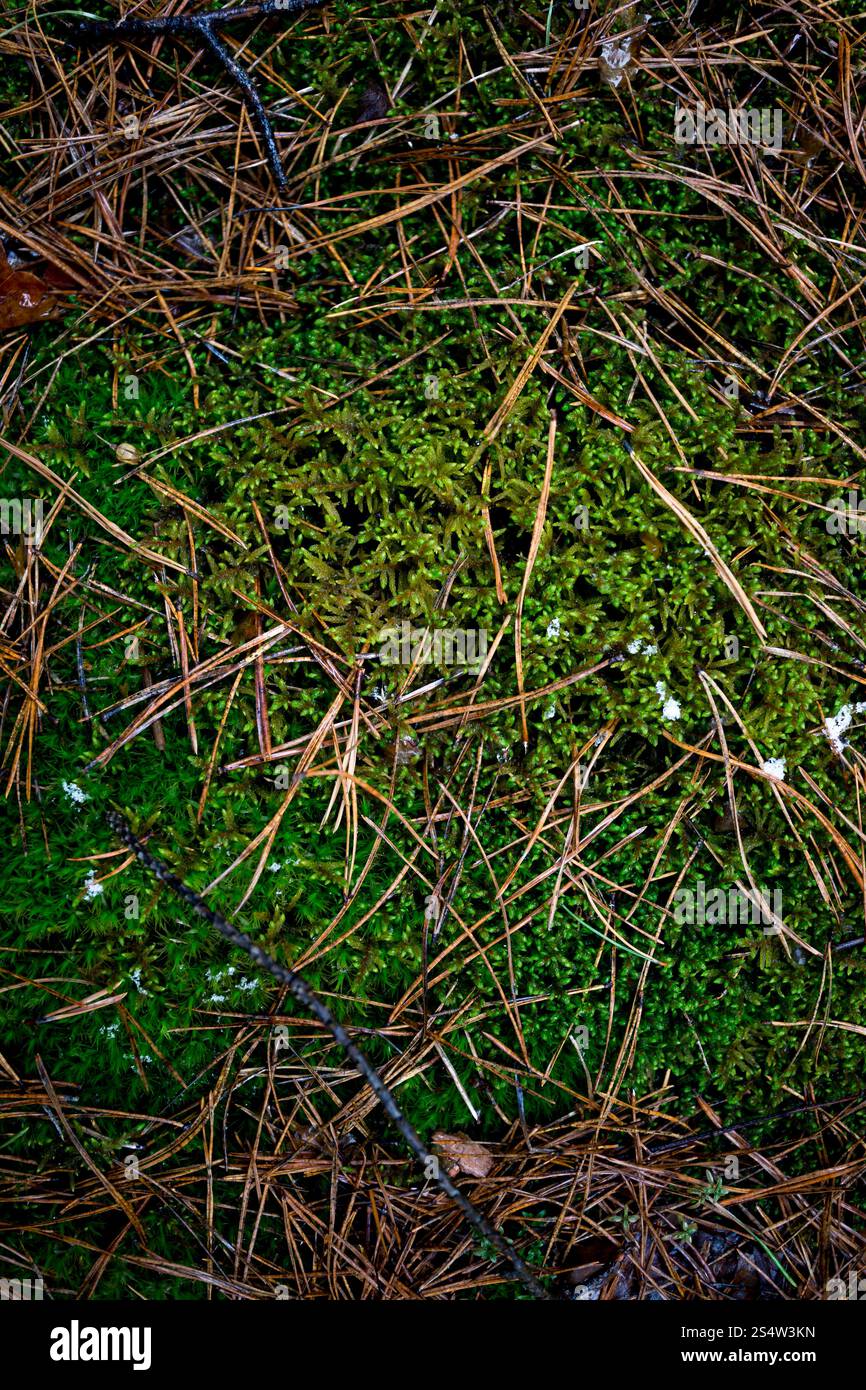 Closeup texture di erba fresca e il muschio cresce a forest Foto Stock