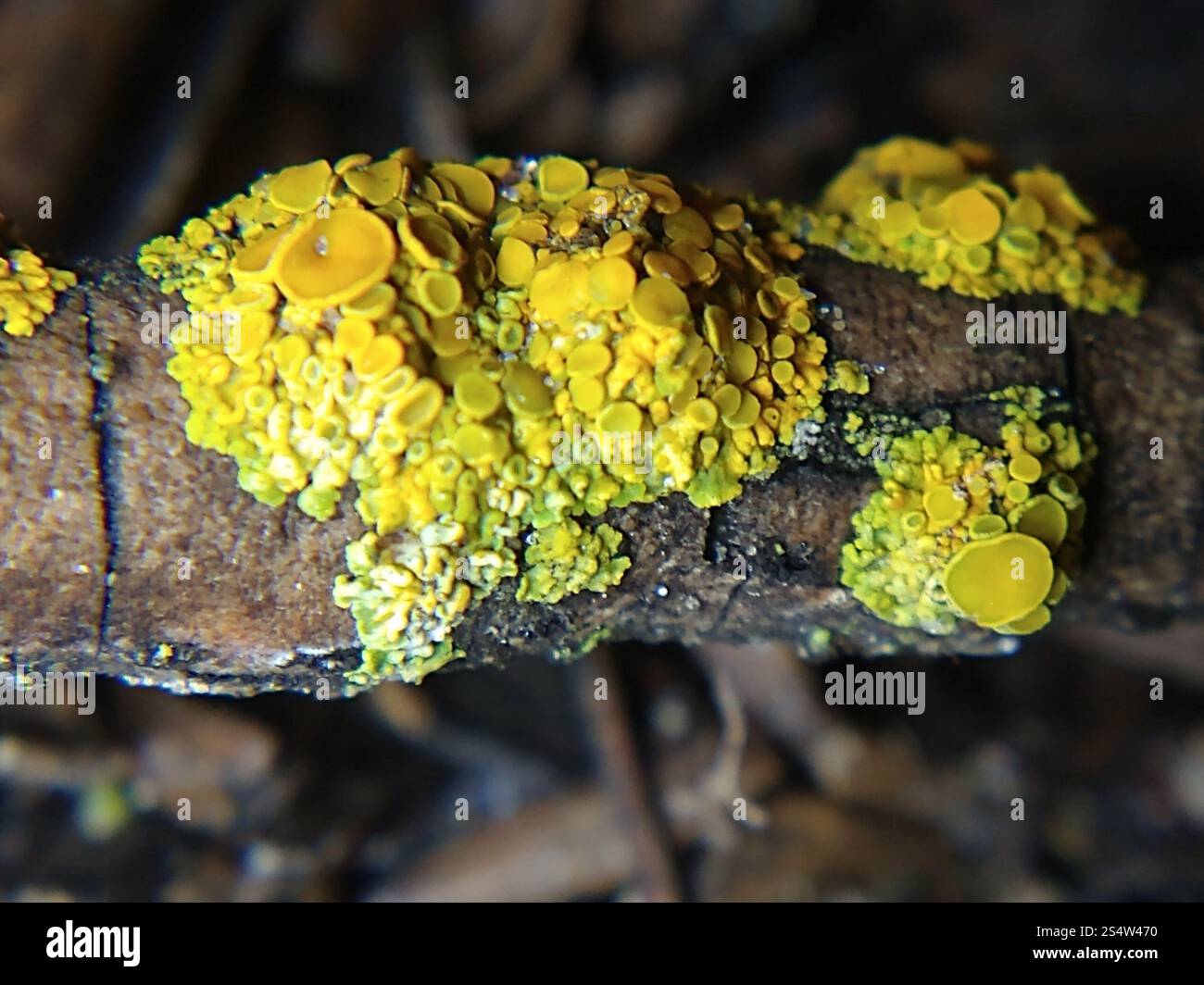 Sunburst Lichen con cuscinetto a spillo (Polycauliona polycarpa) Foto Stock