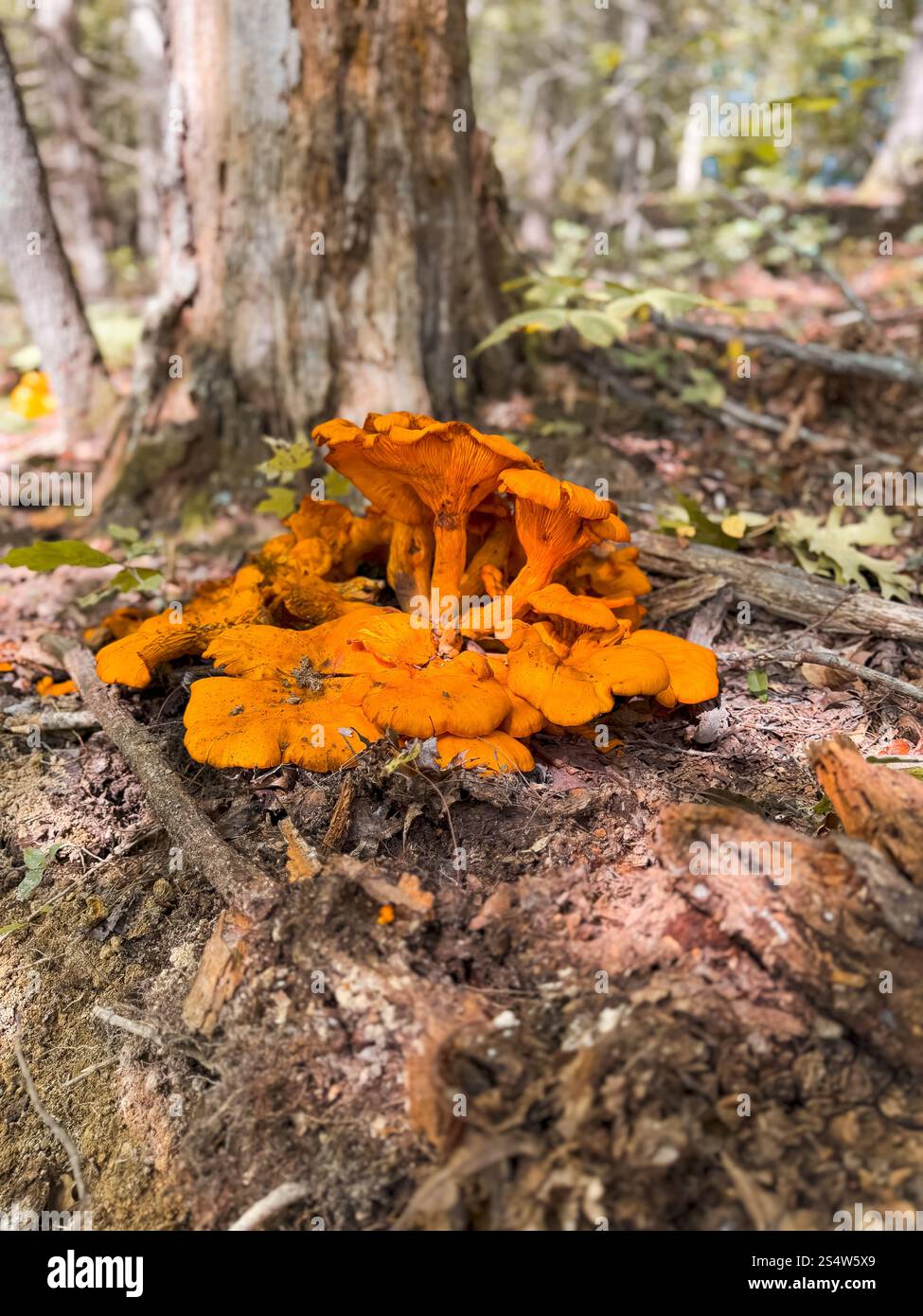 Paesaggio dei monti Appalachi Foto Stock