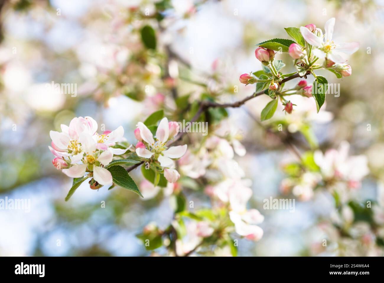 Bianco e rosa mela albero fiori vicino fino nella foresta di primavera Foto Stock