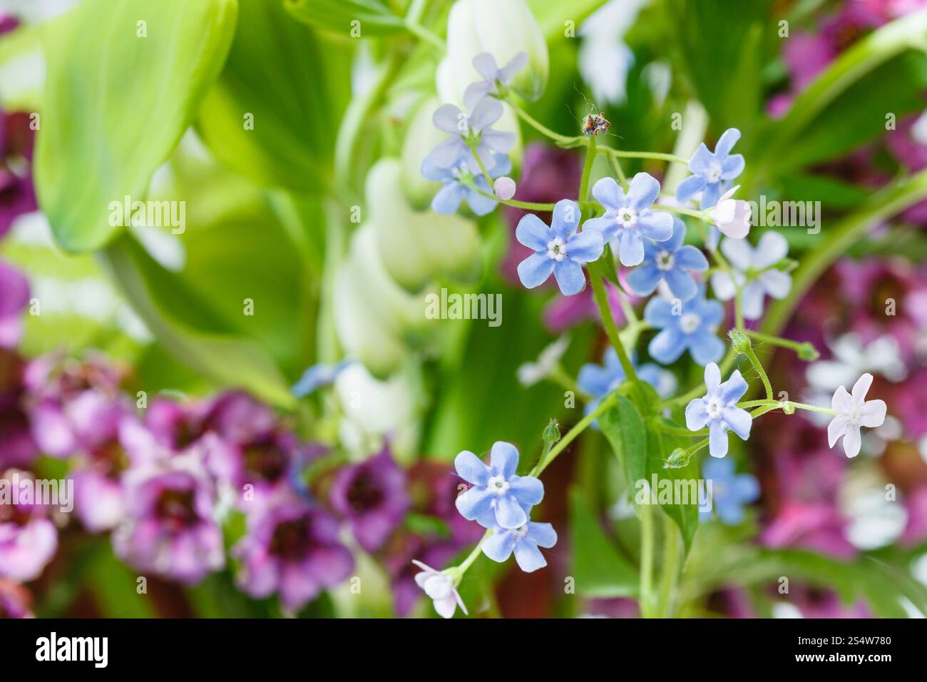sfondo naturale di fiori selvatici su prato verde - dimenticami, bergenia, piante poligonate da vicino Foto Stock