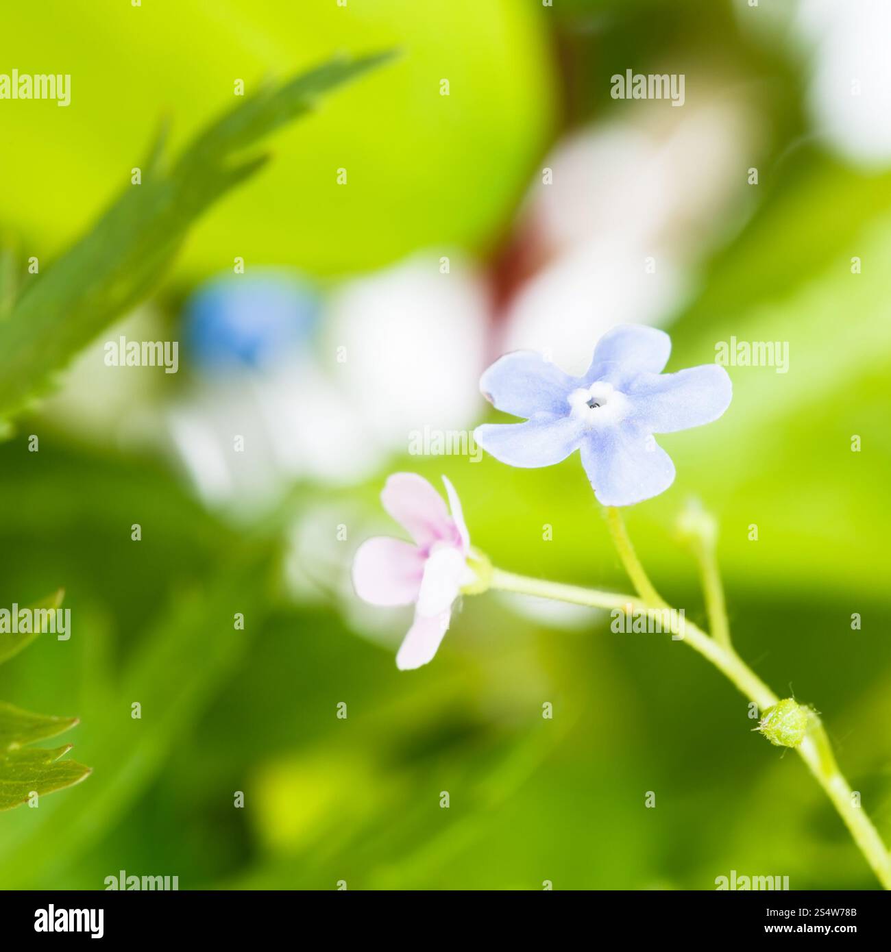 Blu e rosa dimenticare-me-non fiori vicino sul verde prato naturale Foto Stock