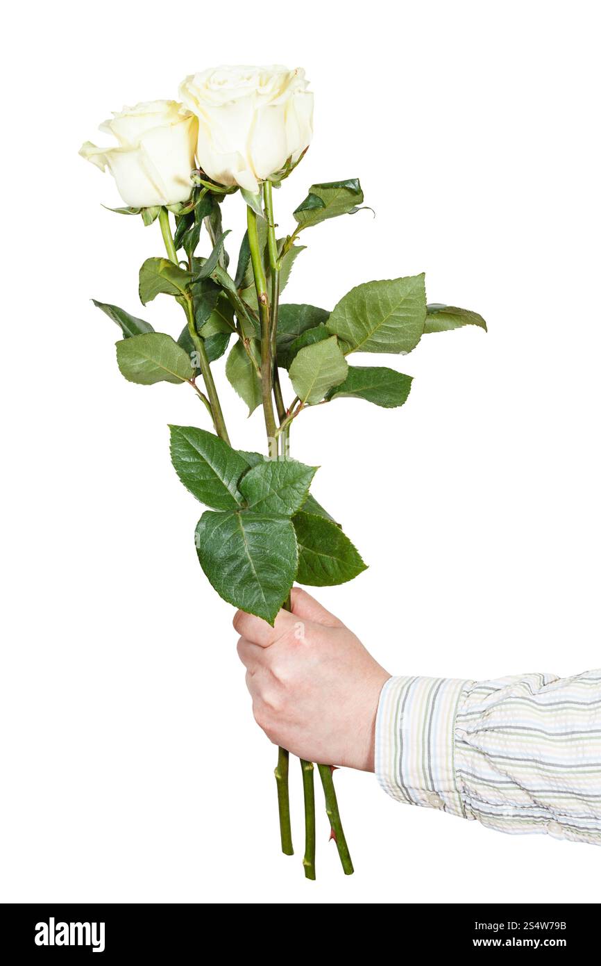 Maschio lato contiene tre rose bianche isolati su sfondo bianco Foto Stock