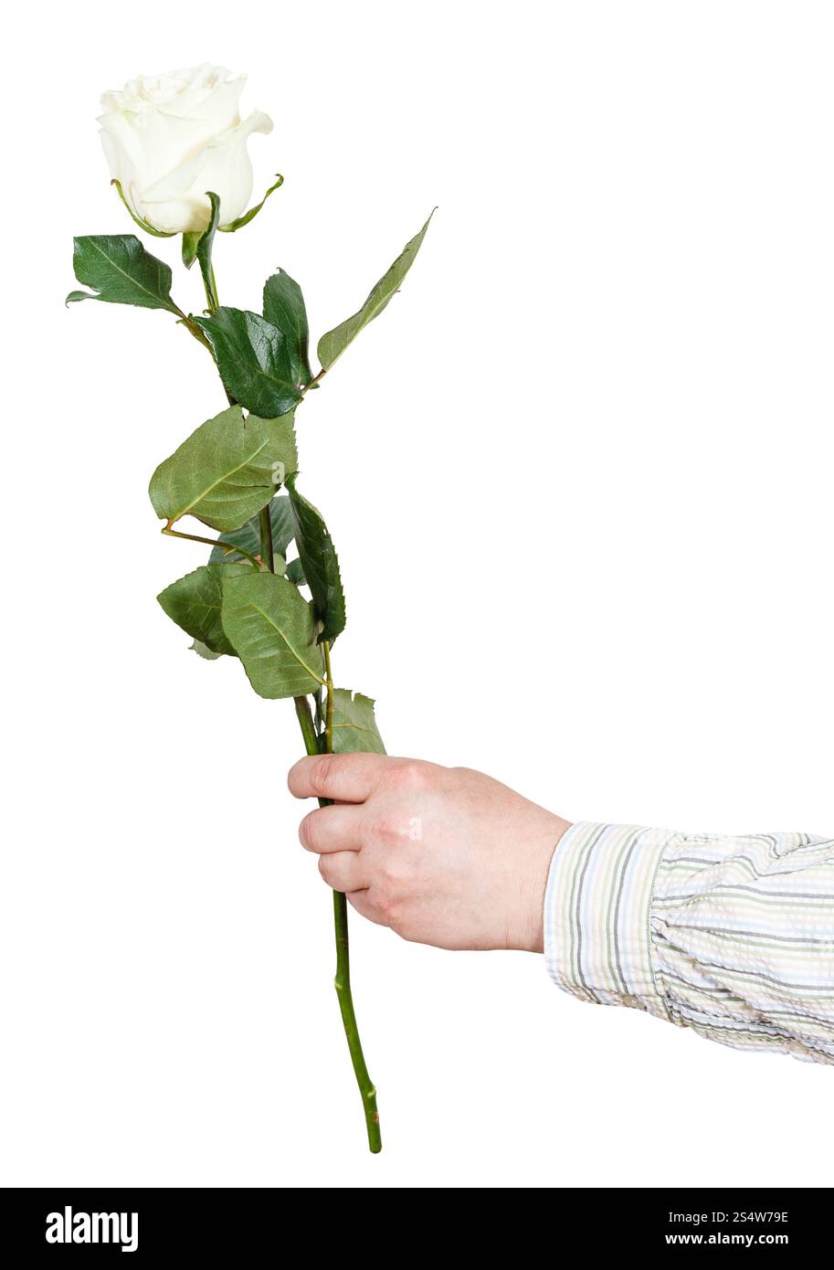 Maschio di mano trattiene un fiore - rosa bianca isolata su sfondo bianco Foto Stock