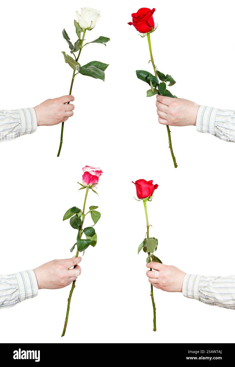 Set di un fiore rosa in mano maschio isolato su sfondo bianco Foto Stock