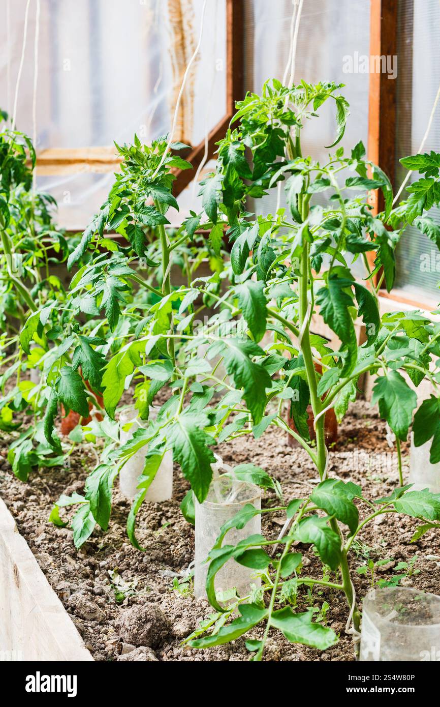 I germogli di pomodoro in piccola serra sul cortile Foto Stock