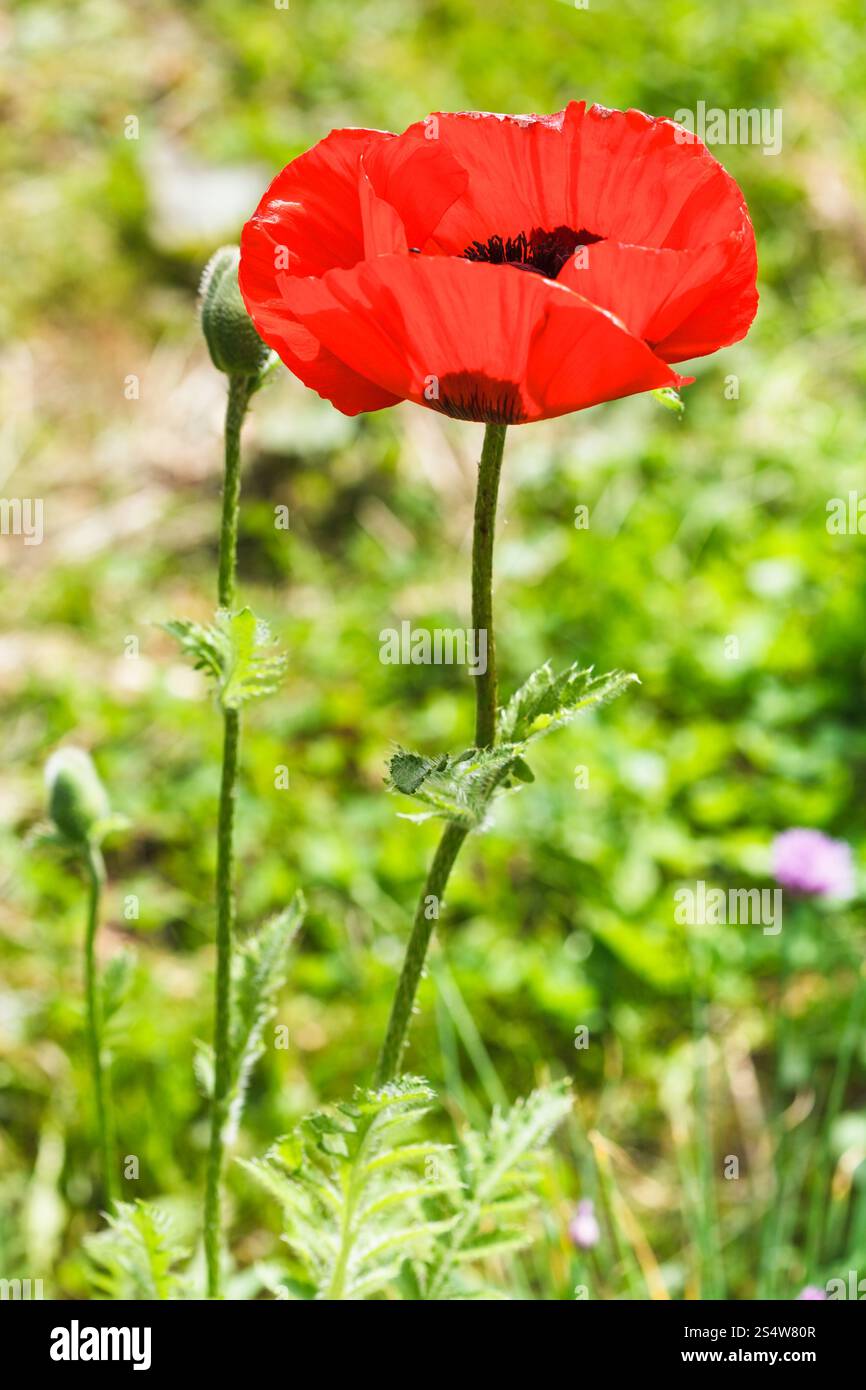 fiore di papavero rosso e boccioli sul campo in estate Foto Stock
