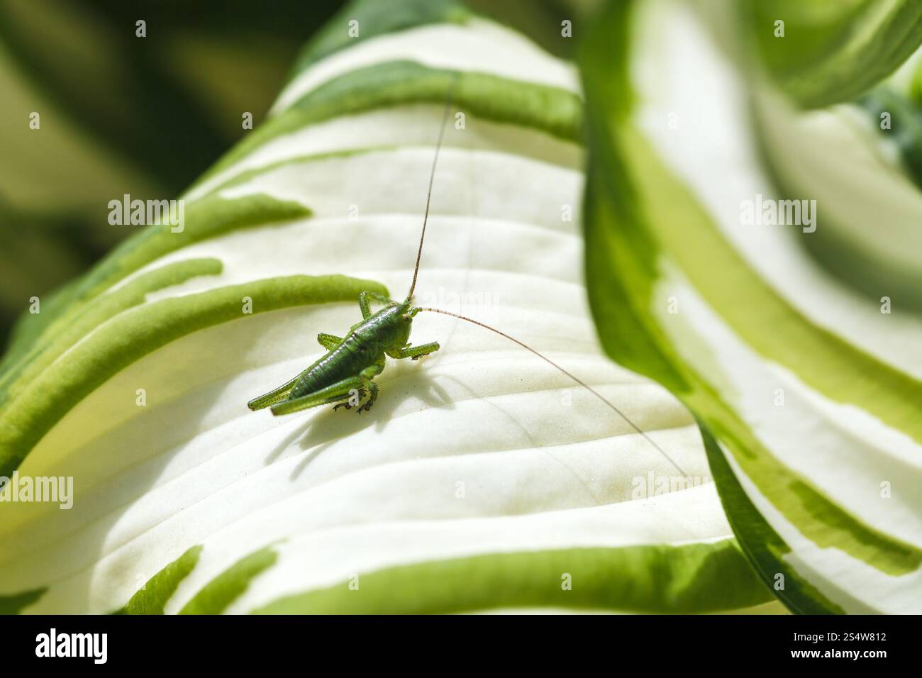 Cavalletta verde su bianco foglia della pianta Funkia nel giorno di estate Foto Stock