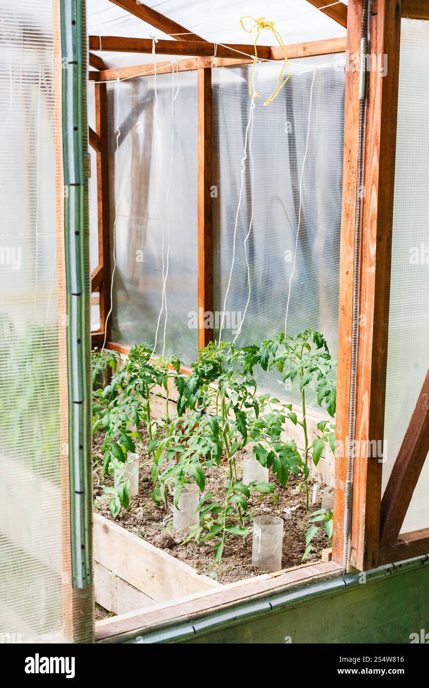 Piccola serra con boccole di pomodoro sul cortile del paese Foto Stock