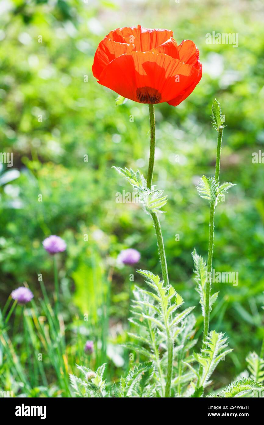 Papavero rosso fiore di estate verde prato Foto Stock