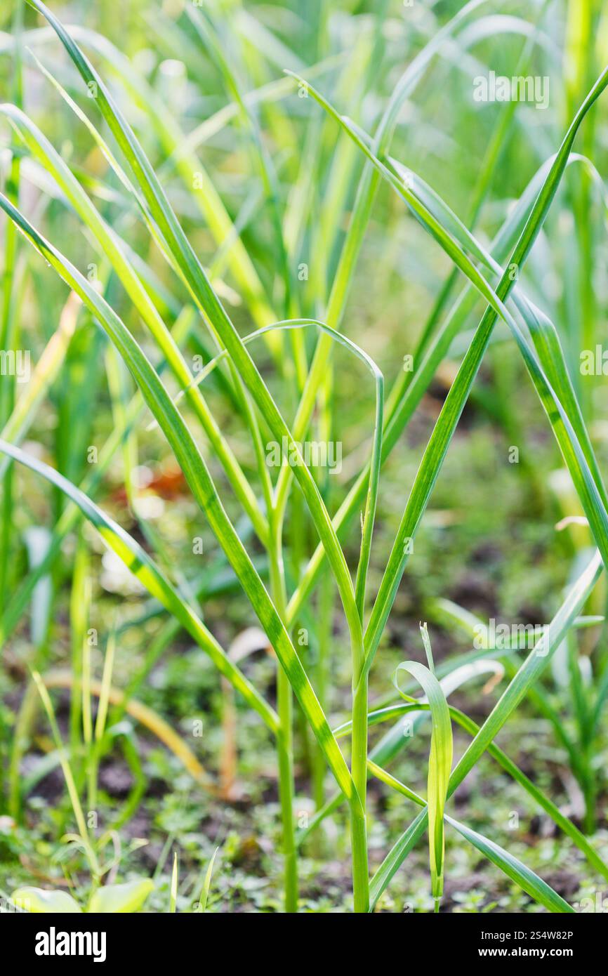 Giovani vedute di verde primavera aglio vicino fino in giardino Foto Stock