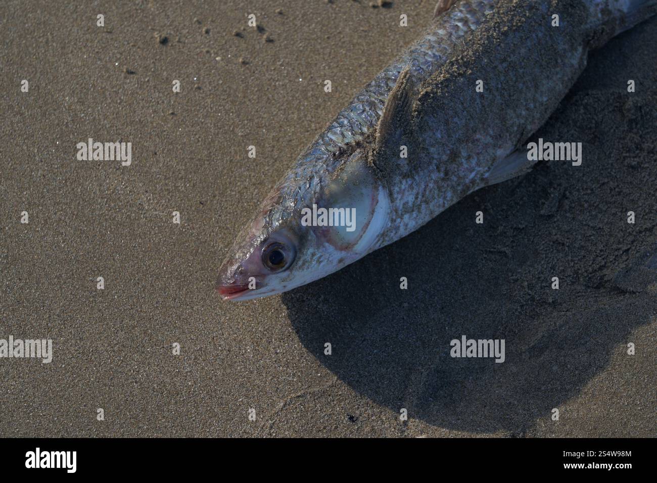 Mulletta grigia morta sulla spiaggia di Marina Romea Foto Stock