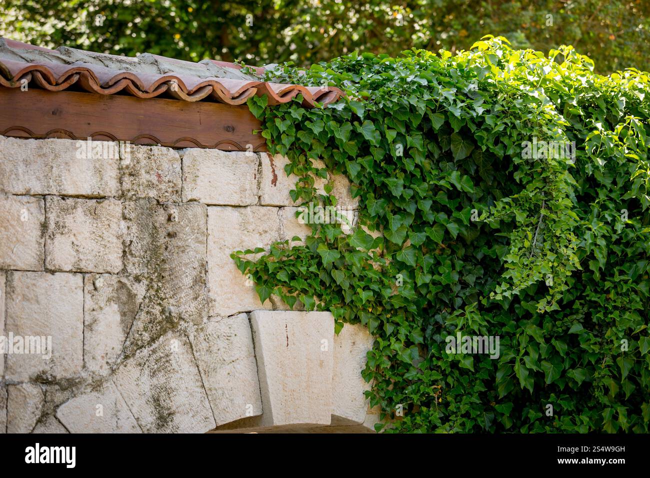 Foglie d'edera sul vecchio muro di pietra con il tetto di tegole rosse e Foto Stock