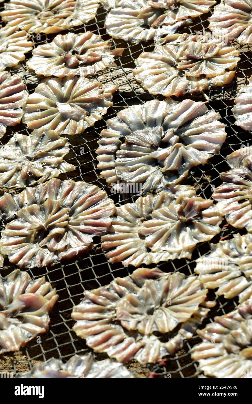 Una produzione ittica produce prodotti ittici secchi nella città di Myeik, nel sud del Myanmar, nella Southeastasia. ASIA MYANMAR BIRMANIA MYEIK PRODUZIONE DI PESCE SECCO Foto Stock