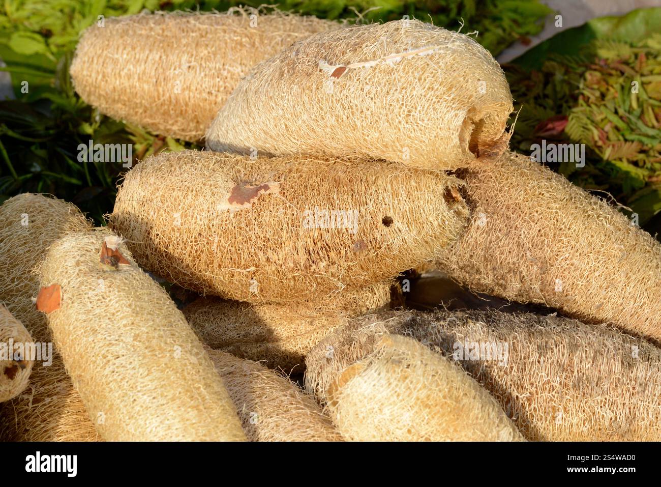 Miele fresco al mercato presso il villaggio di Phaung Daw Oo presso il lago Inle nello stato Shan, nella parte orientale del Myanmar, nella Southeastasia. ASIA MYANMAR Foto Stock