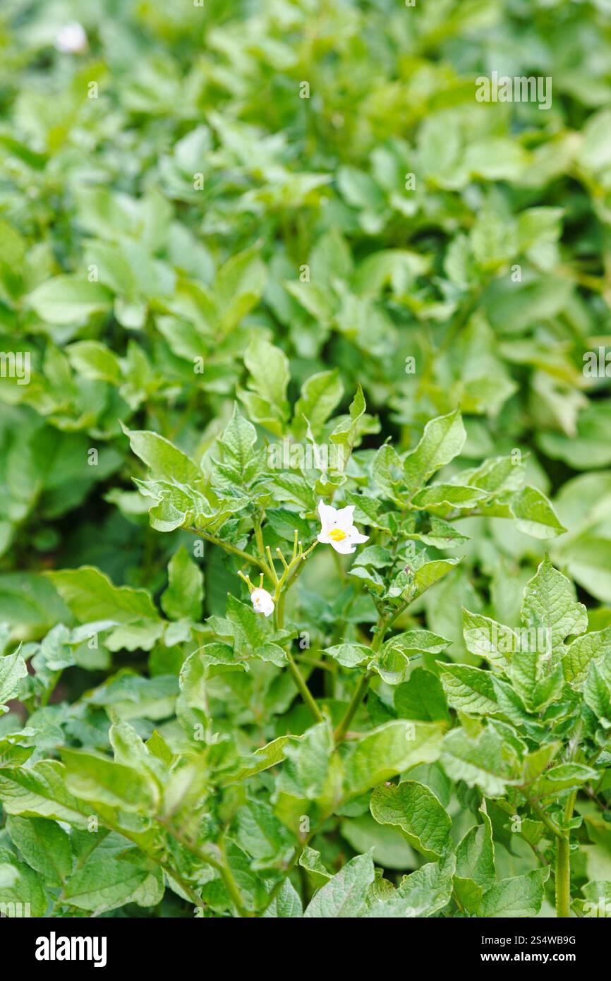 Sfondo naturale - verde campo di patate con fiori in giorno di estate Foto Stock