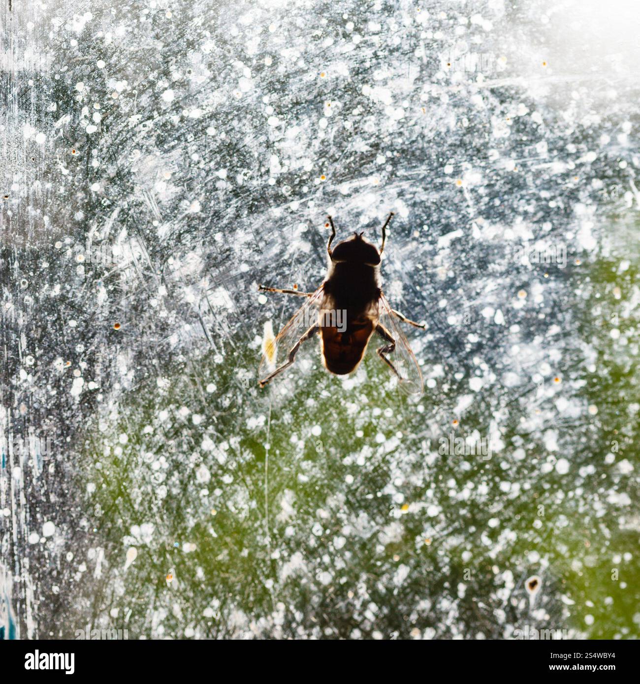 Fly illuminato sul vetro della finestra close up Foto Stock