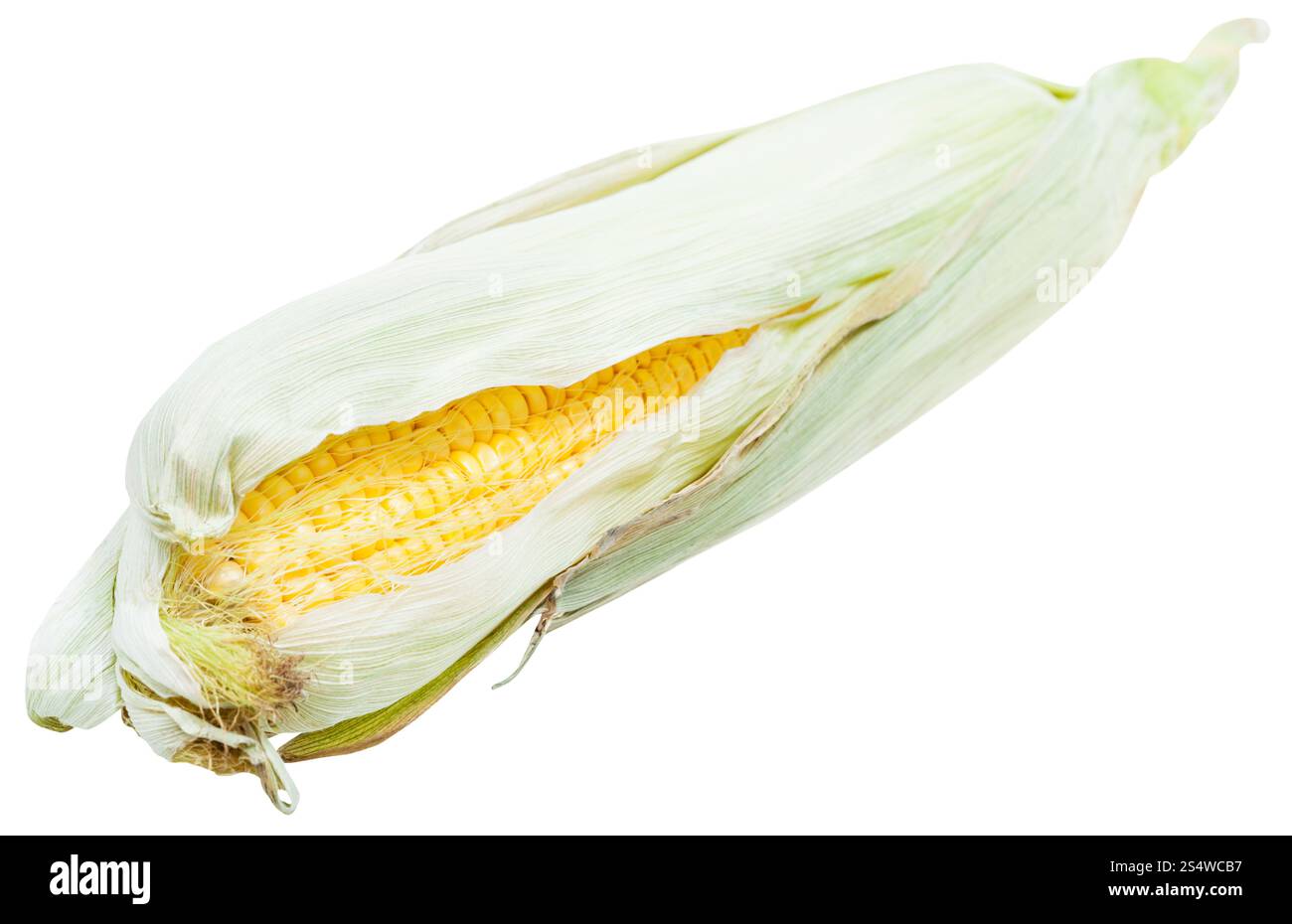 Spiga del granoturco giallo con semi e foglie verdi isolati su sfondo bianco Foto Stock