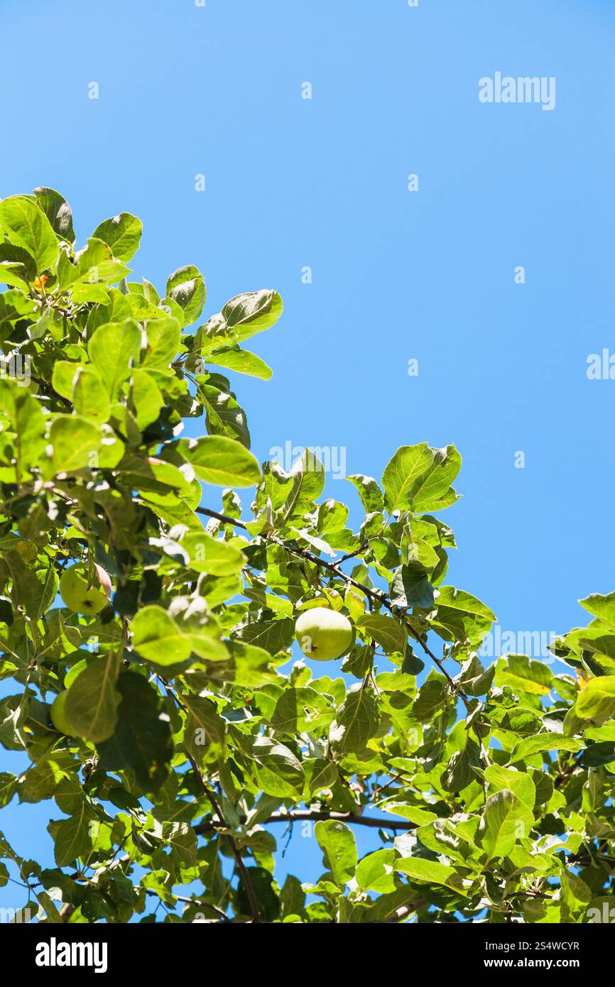 Ramoscello verdeggiante con maturi mela gialla con cielo azzurro sfondo nel frutteto in estate Foto Stock
