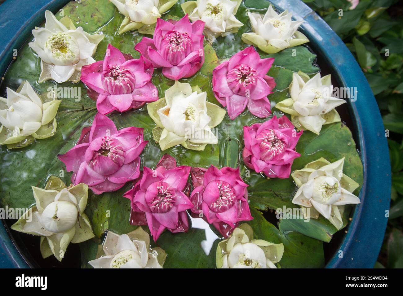 Decorazioni floreali presso la Jim Thompson House con giardino vicino a Piazza Siam nella città di Bangkok in Thailandia a Southeastasia. ASIA TAILANDIA Foto Stock