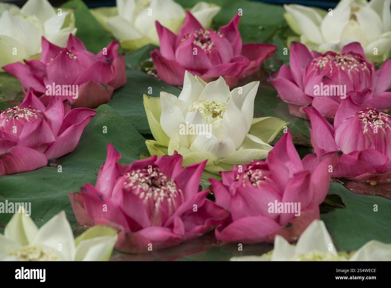 Decorazioni floreali presso la Jim Thompson House con giardino vicino a Piazza Siam nella città di Bangkok in Thailandia a Southeastasia. ASIA TAILANDIA Foto Stock