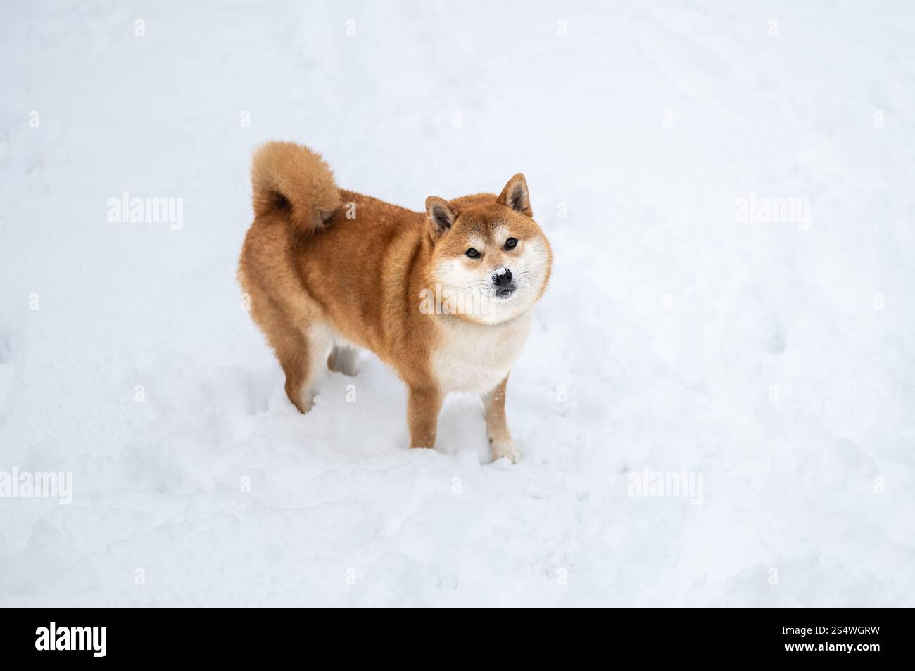 Cane Shiba inu in inverno. Naso ricoperto di neve. Vista dall'alto. Foto Stock