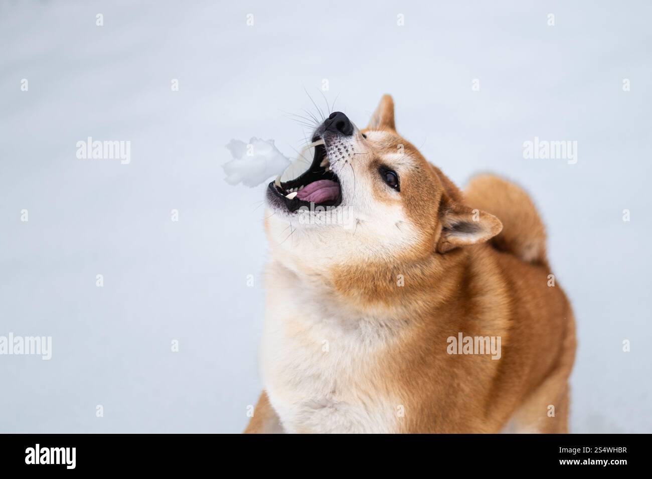 Il cane Shiba inu sta catturando la palla di neve Foto Stock