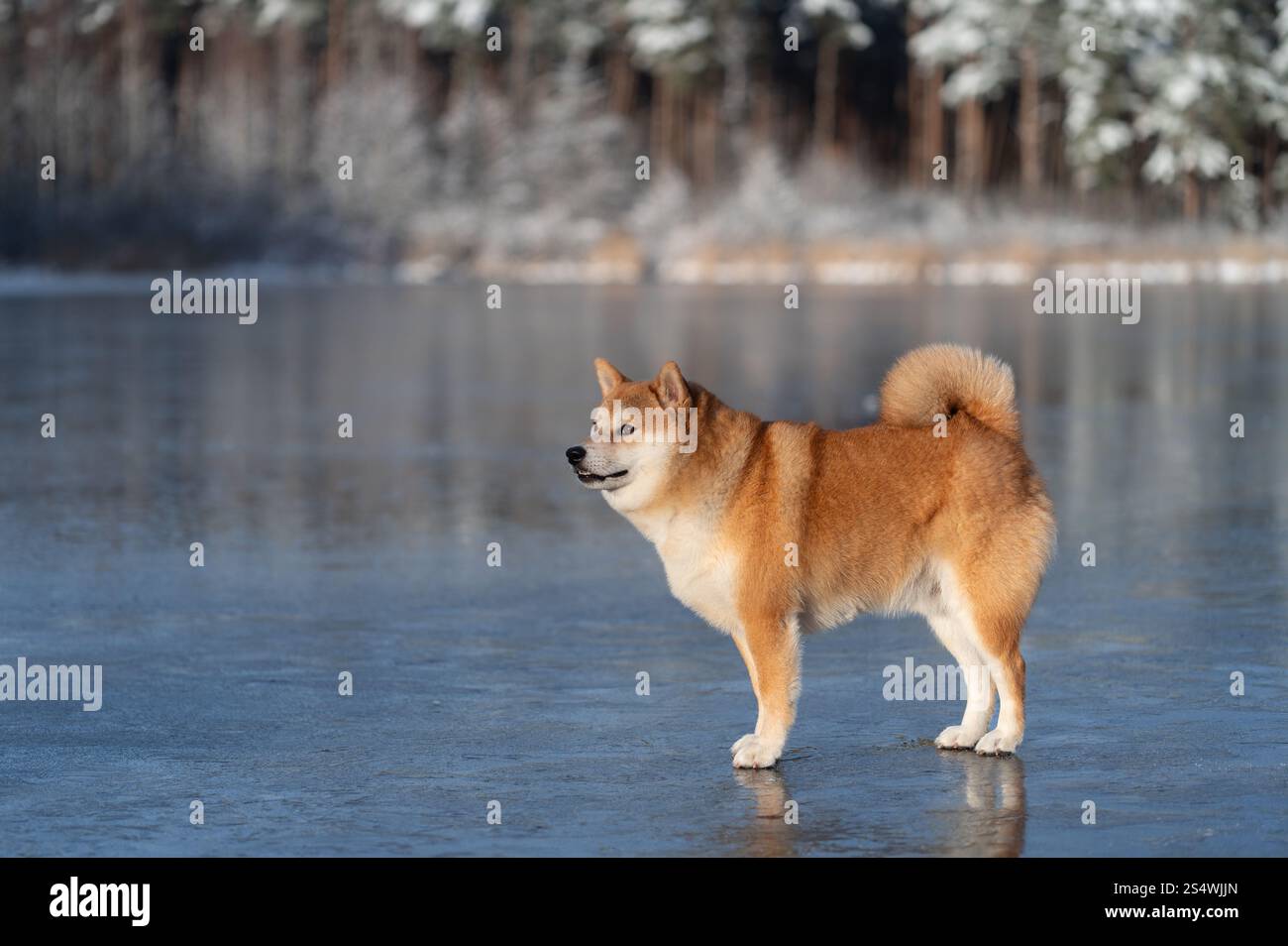 Il cane Shiba inu è in piedi sul lago ghiacciato nella soleggiata giornata invernale Foto Stock