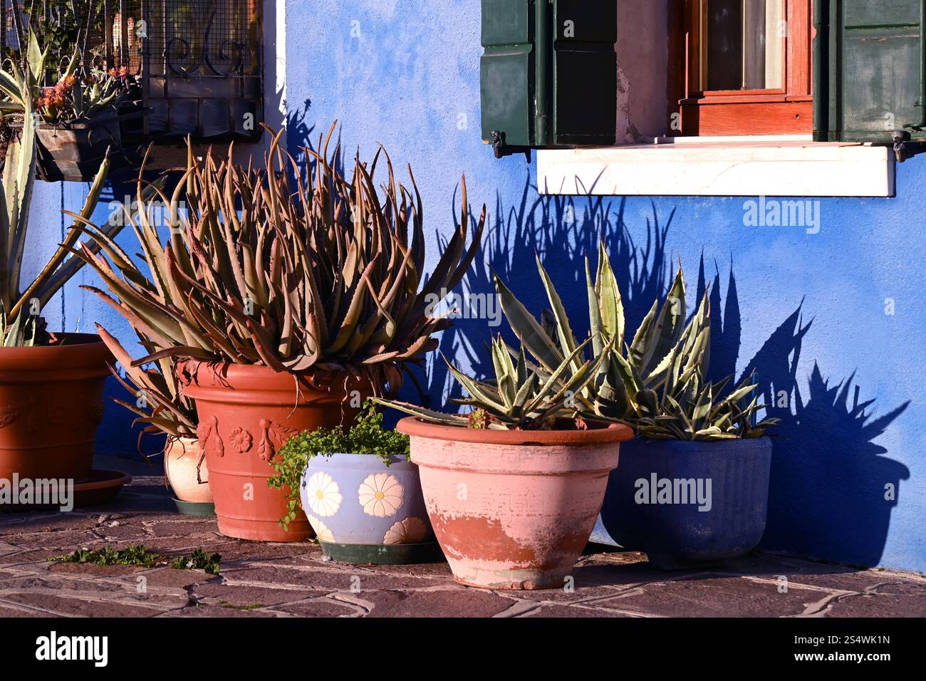 Vasi di fiori con aloe vera e piante succulente contro una vivace parete blu sull'isola di Burano vicino a Venezia Foto Stock