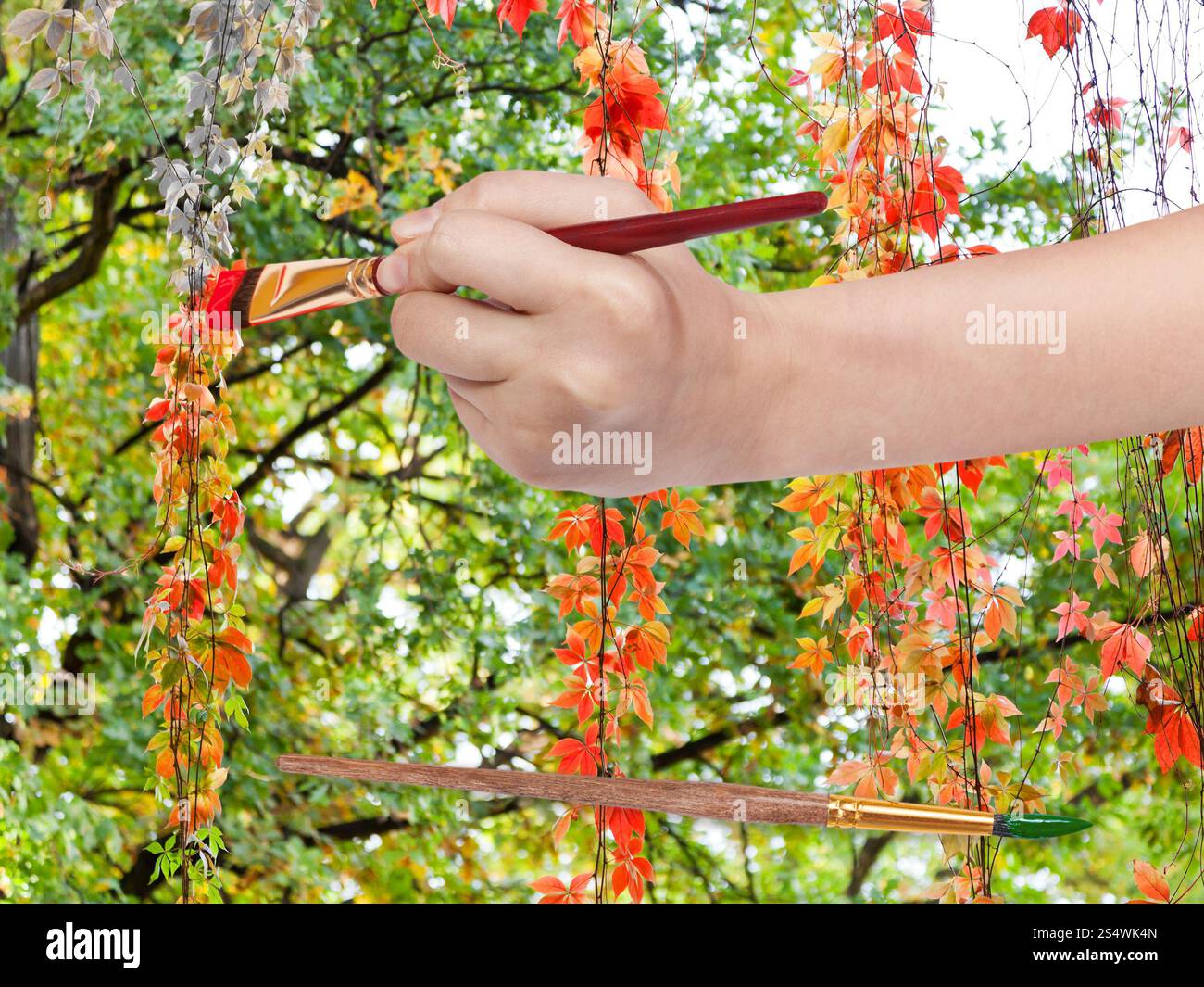 Concetto di natura - mano con pennello vernici rosse foglie della pianta rampicante in autunno Foto Stock