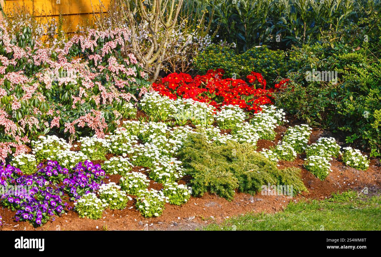Fioritura varicolored aiuola vicino a casa in legno. Foto Stock