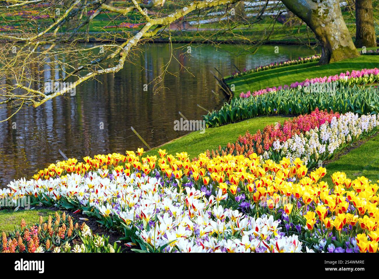 Bel colore giallo e bianco tulipani e giacinti varicolored vicino al laghetto. Parco di primavera. Foto Stock