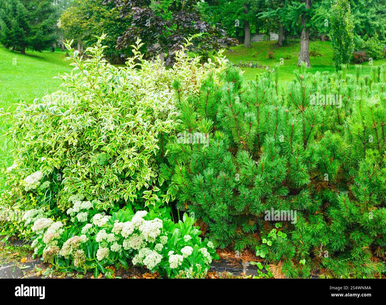 Diversi cespugli vicino sentiero nel Parco d'estate. Foto Stock