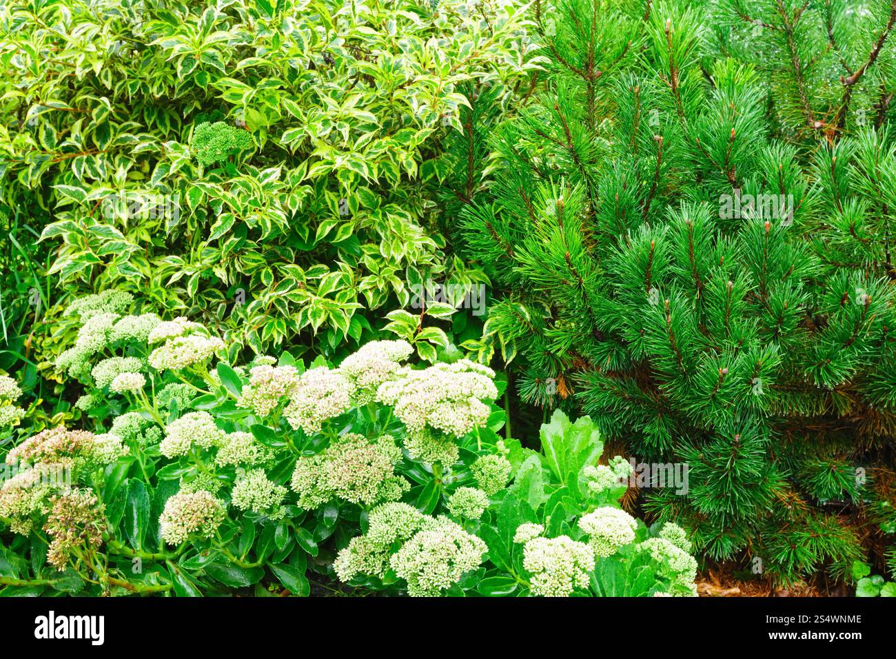 Diversi cespugli vicino sentiero nel Parco d'estate. La natura dello sfondo. Foto Stock