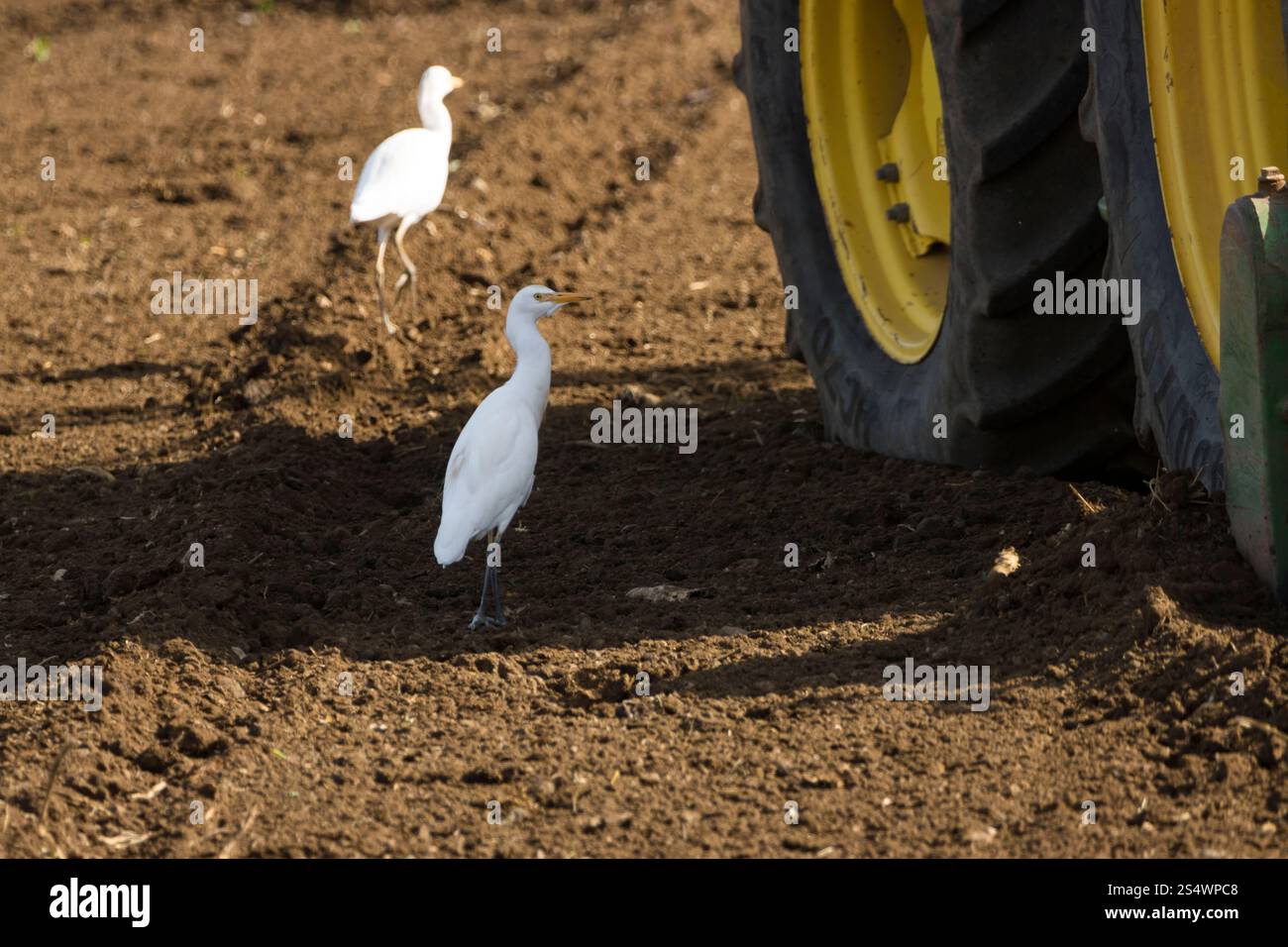 Egret di bestiame che si forgia per il cibo a Gran Canaria, Spagna Foto Stock