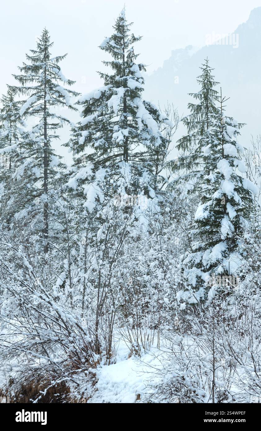 Alberi innevati e collina di montagna nella nebbia alle spalle. Foto Stock