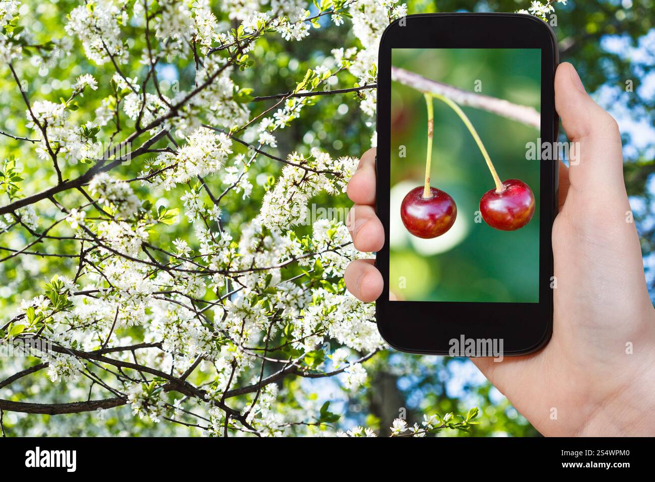 concetto giardino - gli agricoltori fotografano l'immagine di ciliegio rosso maturo sul ramo con ciliegio bianco in fiore sullo sfondo sullo smartphone Foto Stock