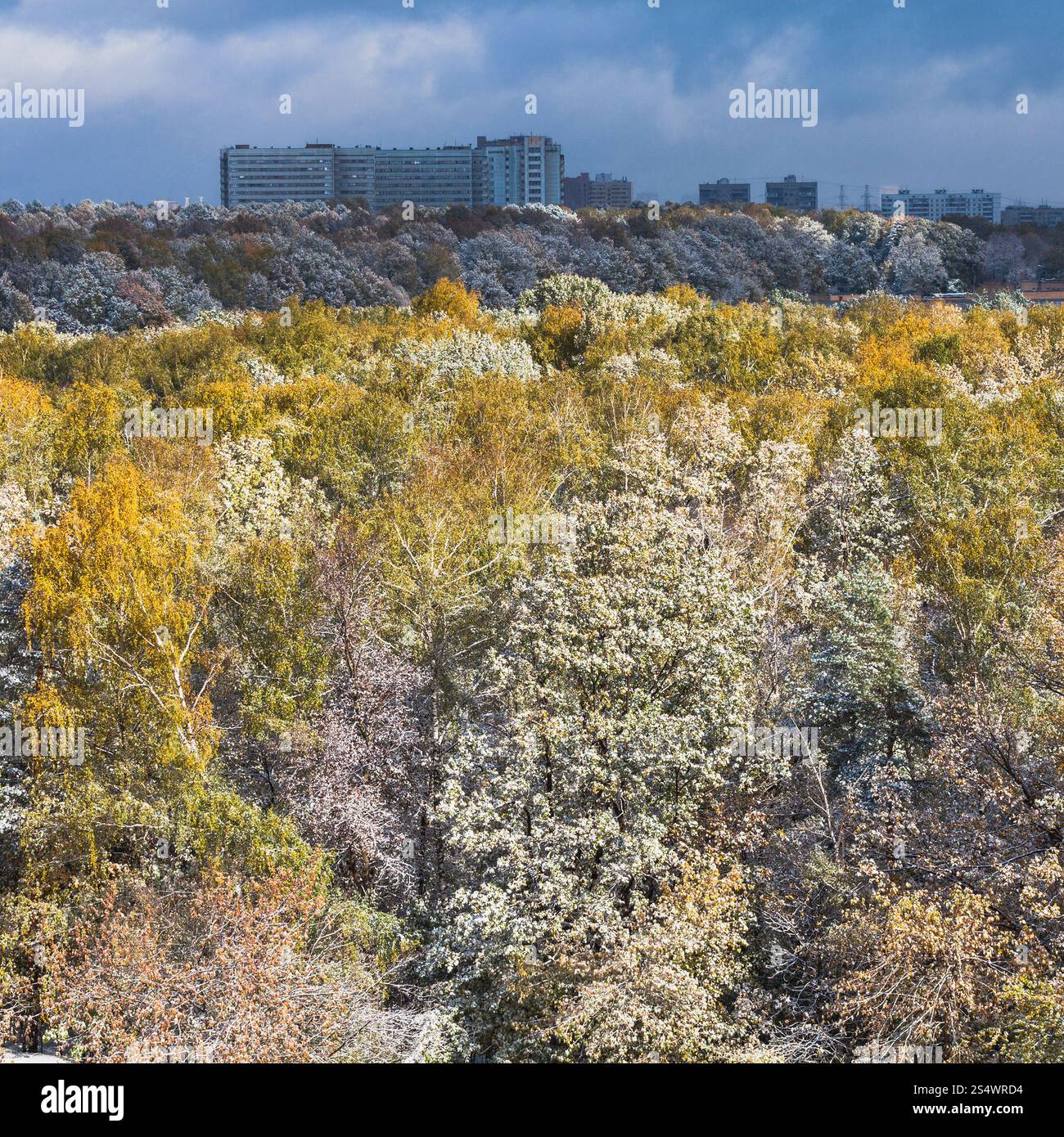 Prima neve su alberi in foresta e blu scuro nuvole sulla città in autunno Foto Stock