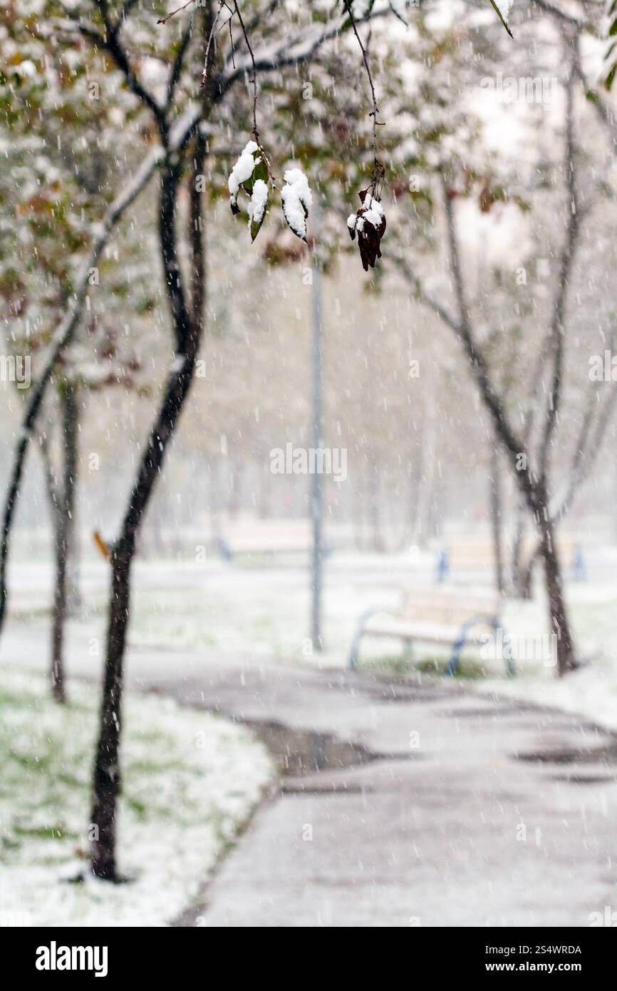 Coperte di neve ramoscello e prima neve nel parco della città nei giorni di autunno Foto Stock