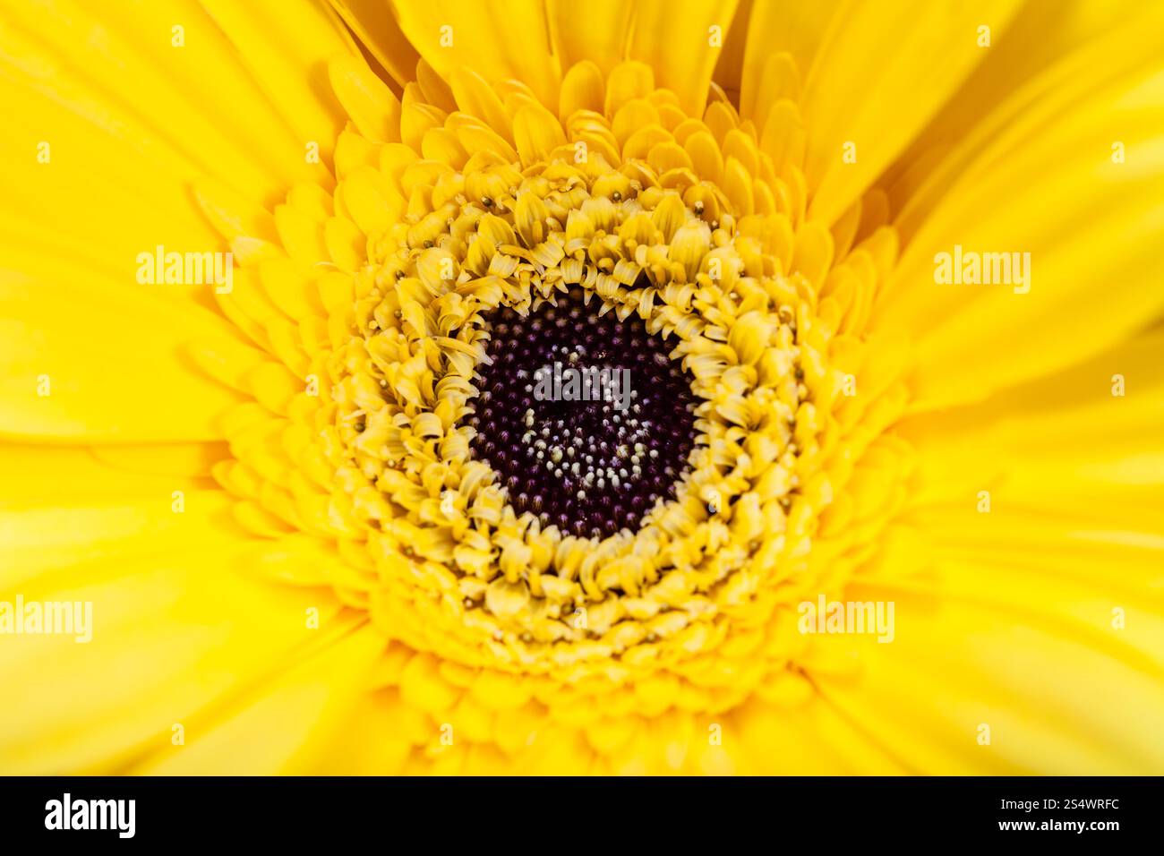 Sfondo naturale - giallo fiore di gerbera close up Foto Stock Sfondo naturale - giallo fiore di gerbera close up Foto Stock