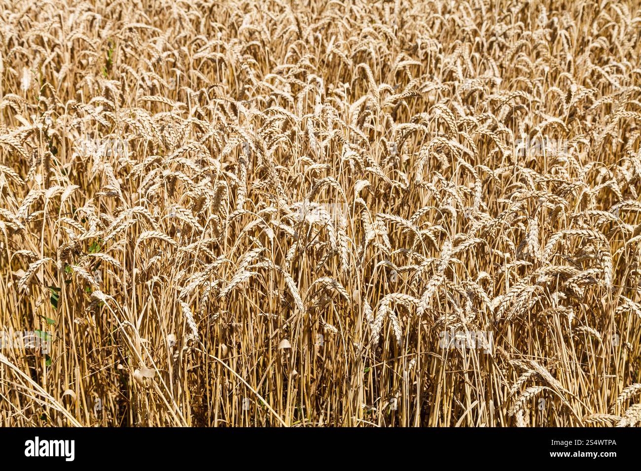 Il campo paese di grano maturo in giorno di estate Foto Stock
