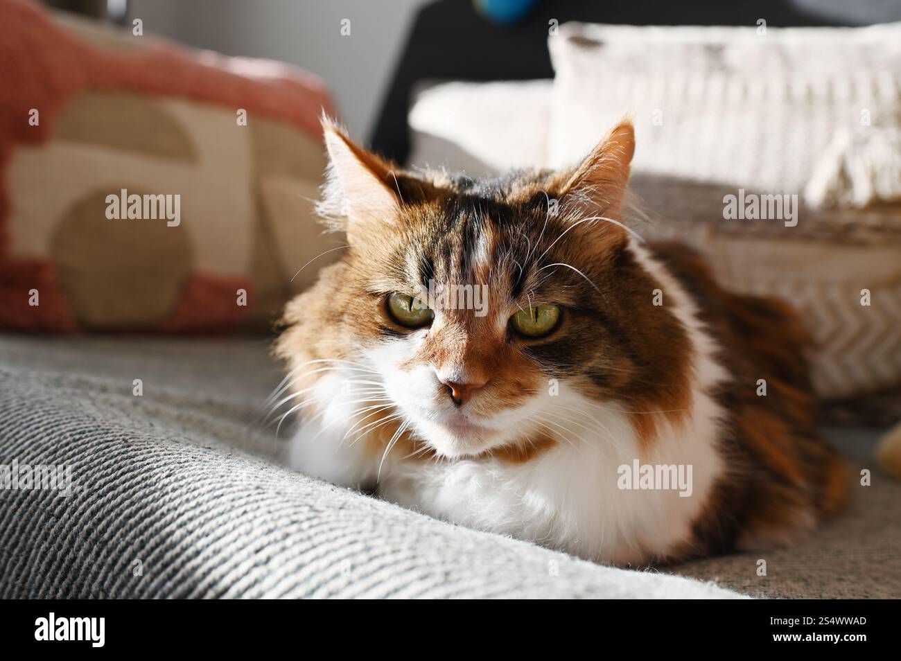 Un morbido gatto tricolore ucraino è disteso sul divano Foto Stock