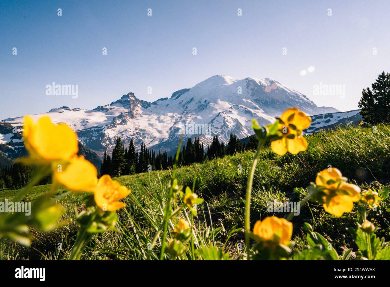 Buttercup gialle in primo piano, con vista sul Monte Rainier sullo sfondo sul sentiero Sourdough Ridge nel Parco Nazionale del Monte Rainier. Foto Stock