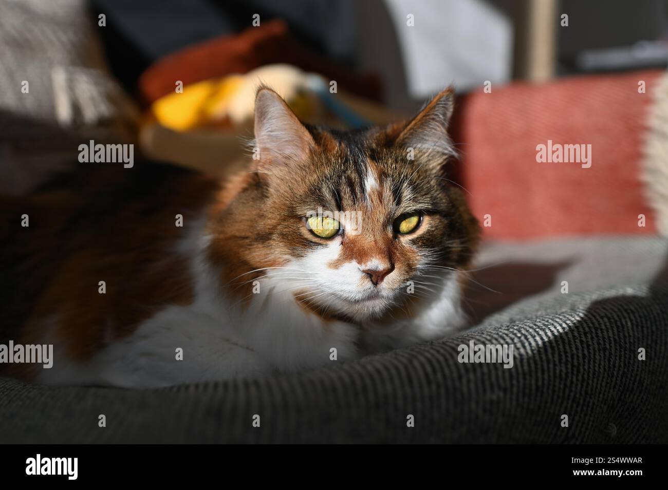 Un morbido gatto tricolore ucraino è disteso sul divano Foto Stock