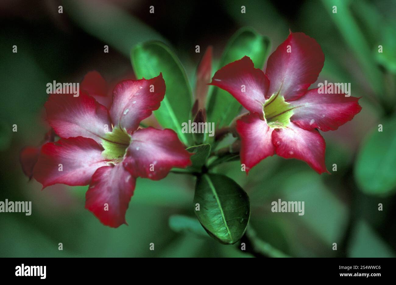 Fiori tropicali vicino a Tegallalang vicino a Ubud dell'isola di Bali in indonesia nel sud-est asiatico. ASIA INDONESIA BALI FIORI TROPICALI Foto Stock