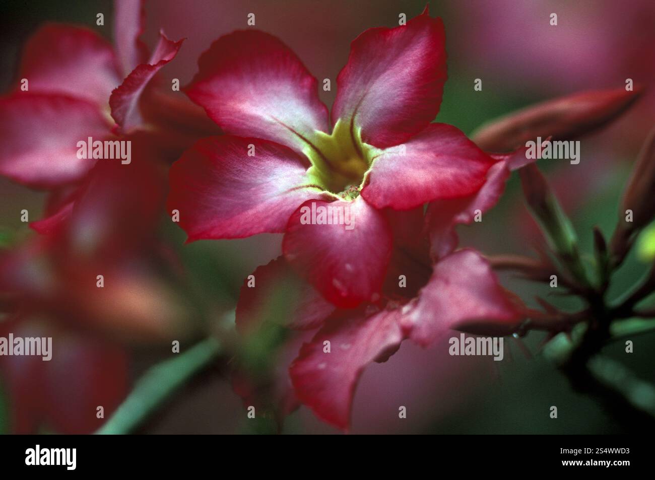Fiori tropicali vicino a Tegallalang vicino a Ubud dell'isola di Bali in indonesia nel sud-est asiatico. ASIA INDONESIA BALI FIORI TROPICALI Foto Stock