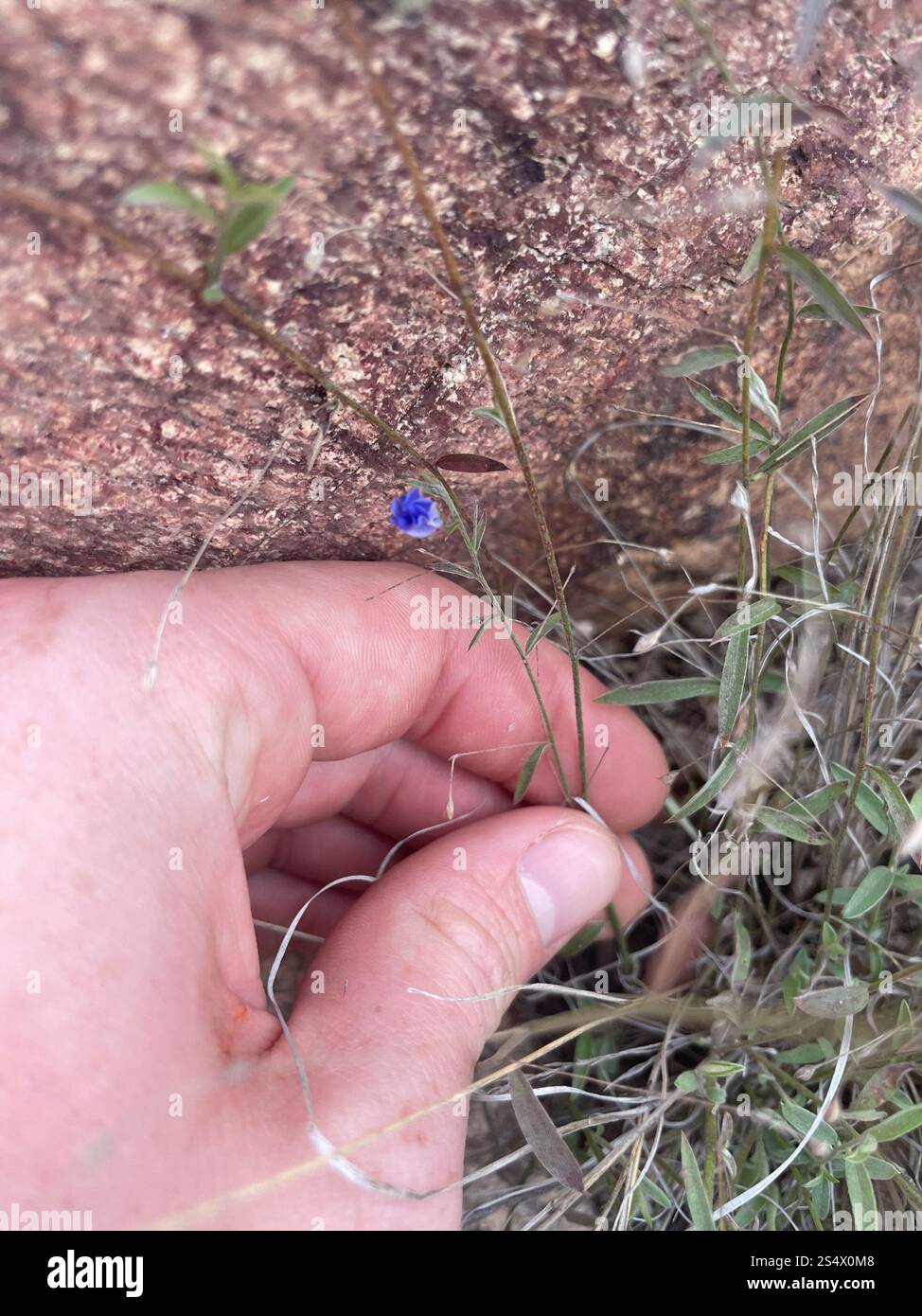 Occhi azzurri dell'Arizona (Evolvulus arizonicus) Foto Stock