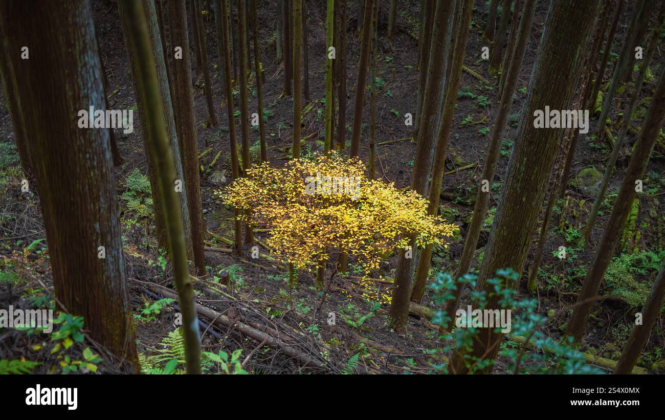 Sentiero escursionistico sul Toke Trail circondato da torreggianti cedri giapponesi (sugi) con un unico albero di gingko. Questo tranquillo sentiero si trova a Okutama, dove Foto Stock