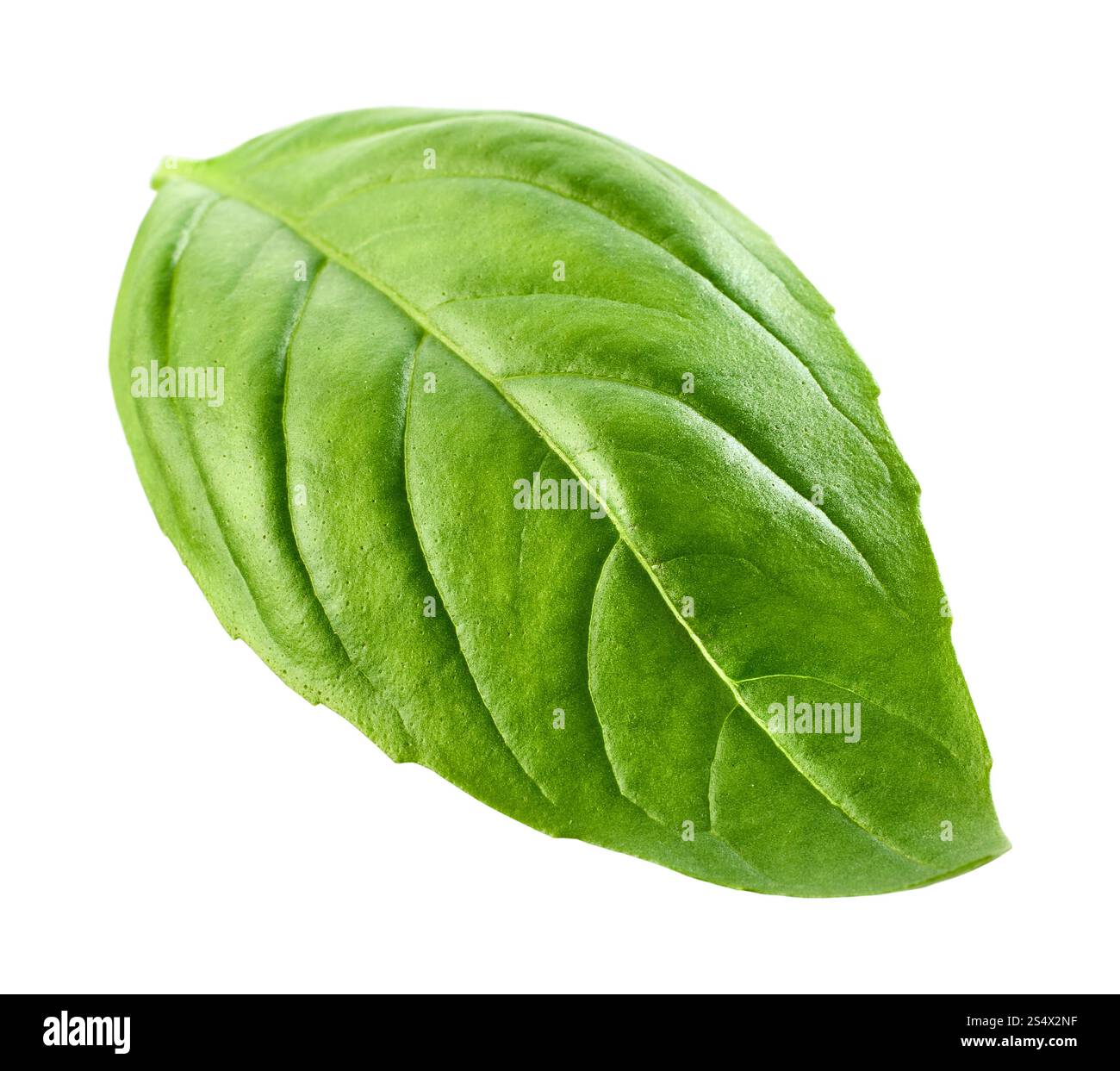 Foglia di basilico verde fresco isolata su sfondo bianco. Basil isolato. Foglia di basilico volante per il design. Foglia fresca verde basilico, posa piatta, isolata su b. Bianco Foto Stock
